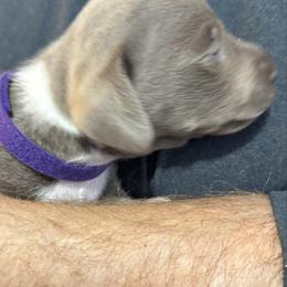 Purple Collar - Fawn (Isabella) female Dachshund puppy in Johnson, Vermont from RBP Dachshunds