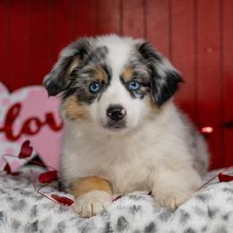 Galinda - Blue merle female Miniature American Shepherd puppy in Groesbeck, Texas from Epic Miniature American Shepherds