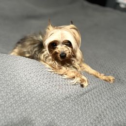 Mix - Yorkshire Terrier