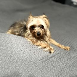 Mix - Yorkshire Terrier