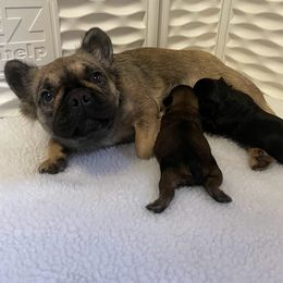 French Bulldog Puppies from Just Us Frenchies