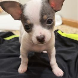 Bobby - Blue and white male Chihuahua puppy in Amity, Pennsylvania from Rhoda and Verna