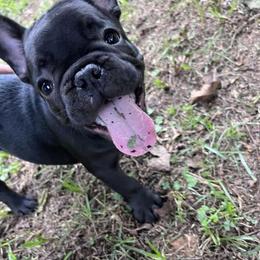 French Bulldog Puppies from Southern Belle Frenchies