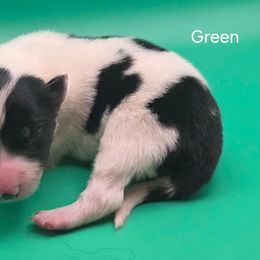 Green - Black and white male Border Collie puppy in Itasca, Texas from KMA Ranch