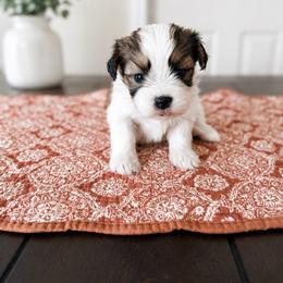 Theo - Brindle and white male Mal-Shi puppy in Tampa Bay, Florida from Woodpecker Ridge Pups