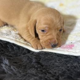 Cassius - Cream male Dachshund puppy in Salem, Oregon from Longdox Mini Dachshunds