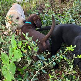 Teal Collar (Chocolate Girl) - Chocolate female Labrador Retriever puppy in Salado, Texas from Wild Games Labradors