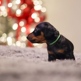Drako - Black and tan male Dachshund puppy in Converse, Texas from JP's South Texas Dachshunds
