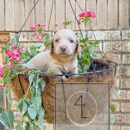 Ranger - CKC Registered :: Light Blue - Cream male Dachshund puppy in Erick, Oklahoma from 4-L Backyard Dach