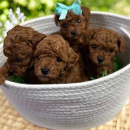 Poodle puppies from Regal Canine Creations