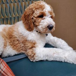 Goldendoodle Puppies from Edge Farm Goldendoodles