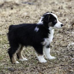 Santiago blue eyes - Black tri male Miniature American Shepherd puppy in Franklinville, North Carolina from Fine Hill Miniature Americans