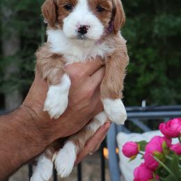 Autumn - Purple - Red  female Goldendoodle puppy in Ruthorfordton, North Carolina from Duncan Doodles Goldendoodles