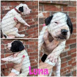 Luna - Black and white female Great Dane puppy in Granbury, Texas from Anderson Blau’s Great Danes