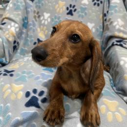 Dachshund All Grown Up from Brit’s Doxie Crossing