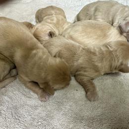 Girl 1 - Golden female Golden Retriever puppy in Tonasket, Washington from Denzil’s Goldens