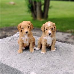 Girl 4 - Apricot female Australian Labradoodle puppy in Harrisonburg, Virginia from Crown Doodles