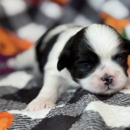 Mary - Black and white female Shih Tzu puppy in Paintsville, Kentucky from Molly B's ShihTzus