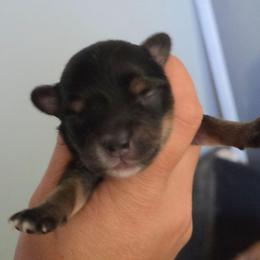 Black and tan male - Black and tan male Chihuahua puppy in Newark, Ohio from Gemini Kennels