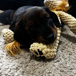 Dachshund puppies from Wiener world