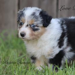 Love bug - Blue merle female Australian Shepherd puppy in Ceres, California from Knight's Aussies
