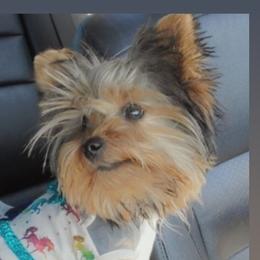 Kami - Yorkshire Terrier