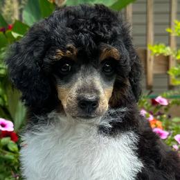 Australian Labradoodles, Cavapoos, Goldendoodles, Golden Mountain Doodles, and Poodles from Dawson's Royal Companions