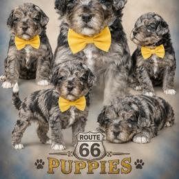 Boy 5, Marlin - Blue merle male Bernedoodle puppy in Delphos, Ohio from Route 66 Poodles & Doodles, Sapphire Shih-tzu's of Ohio