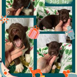 Redwood - Red and white male Siberian Husky puppy in Florence, Kentucky from Moonlight Howl Huskies