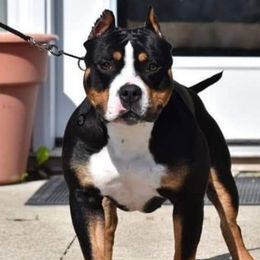American Bullies from Fairway Bullies
