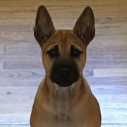 Vietnamese Phu Quoc Ridgebacks from TSUNAMI VIETNAMESE PHU QUOC RIDGEBACK PUPPY DOG