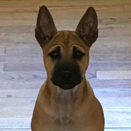 Vietnamese Phu Quoc Ridgebacks from TSUNAMI VIETNAMESE PHU QUOC RIDGEBACK PUPPY DOG