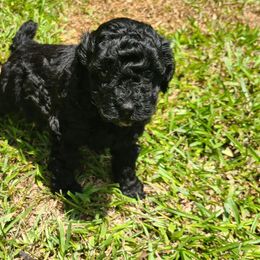 Luna - Black female Poodle puppy in Kannapolis, North Carolina from Carolina Poodle Palace