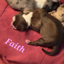 FAITH - Red tri female Toy Australian Shepherd puppy in Viking, Minnesota from Son Shine Farm