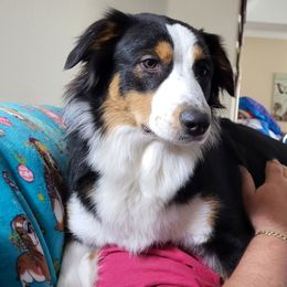 Honey Bear - Australian Shepherd