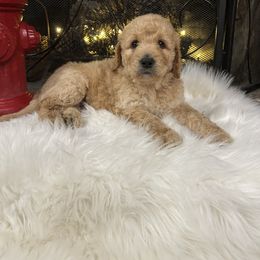Goldendoodle and Yorkshire Terrier Puppies from Pups of the Lowcountry