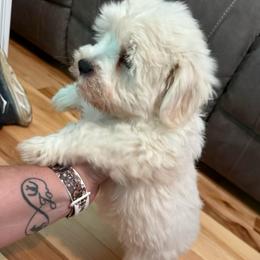 Remington (green collar) - White male Miniature Schnauzer puppy in Lockney, West Virginia from S&T Kennels