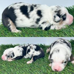 Blue Merle female - Blue merle female Miniature Australian Shepherd puppy in Brooker, Florida from Honey, I Shrunk the Aussies