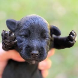 Cavalier - Black male Miniature Schnauzer puppy in Temple, Texas from Schnauzers Of Taylor