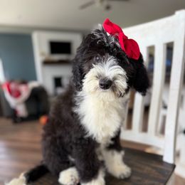 Pepper - Black and white female Sheepadoodle puppy in Marion, Ohio from Doodles & Doxies