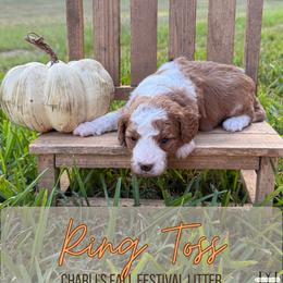 Ring Toss - Apricot male Goldendoodle puppy in Nacogdoches, Texas from Designer Doodles