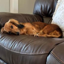 Lady - Dachshund