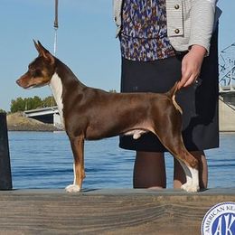 BUDDY - Rat Terrier