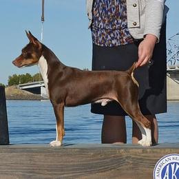 BUDDY - Rat Terrier