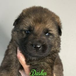 Dasher (green collar) - Sable male German Shepherd puppy in Canterbury, Connecticut from Nachtwaechter German Shepherds, LLC