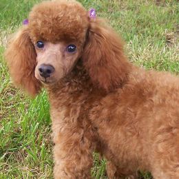 Poodles from Lady D's Oodles of Poodles