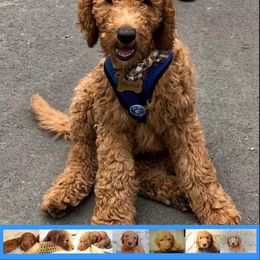 Goldendoodle Puppies from Kzoo Goldendoodles