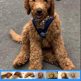 Goldendoodle Puppies from Kzoo Goldendoodles