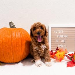 Timon - Red  male Goldendoodle puppy in Kissimmee, Florida from Poodle Doodle Kennels