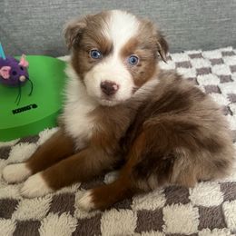 Nibs - Australian Shepherd puppy from Perfect Companion Aussie's